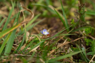 Bahçedeki güzel çiçekler