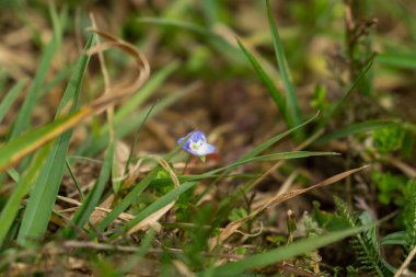 Bahçedeki mavi çiçekler