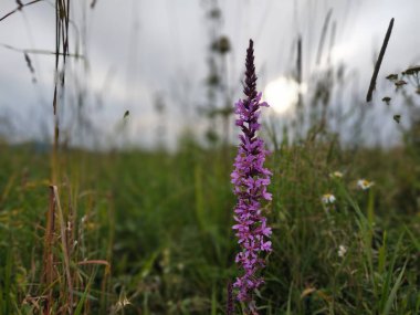 Çayır çiçekleri - doğada güzel sarı ve pembe çiçekler. Slovakya