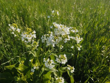 Bahçedeki güzel çiçekler