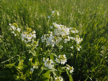 Bahçede beyaz çiçekler