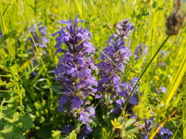 Bahçedeki güzel çiçekler