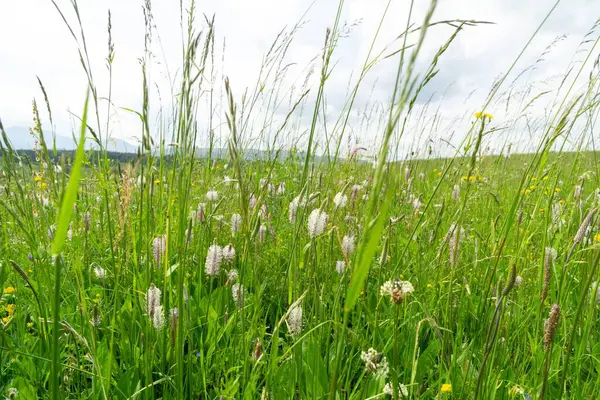 Yeşil çayırdaki vahşi doğada bitki çiçeği. Slovakya