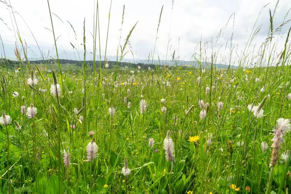 Plantago Fleurissent Dans Nature Sauvage Sur Prairie Verte Slovaquie Images De Stock Libres De Droits