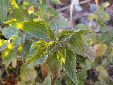 Buz kaplı, botanik çekimli, doğal duvar kağıtlı güzel ağlar.
