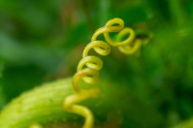 Ormanda yeşil yapraklar