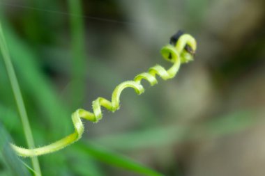 Yeşil bir yaprağa yaklaş