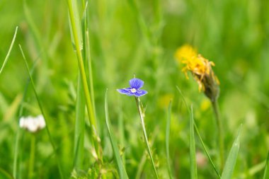 Çayır çiçekleri - doğada güzel sarı ve pembe çiçekler. Slovakya