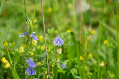Yeşil çimenlikte mavi çiçekler