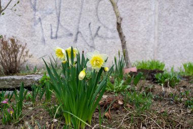 Çiçekleri ve nergisleri olan güzel bir bahar bahçesi.