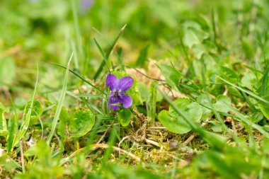 Bahçede güzel bahar çiçekleri