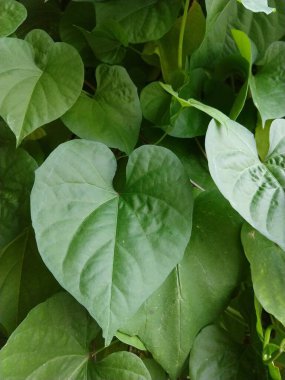 yeşil yapraklar, bitkiler ve yapraklar