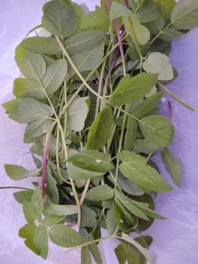 Bir demet taze nane yaprağının yeşil yaprağı.