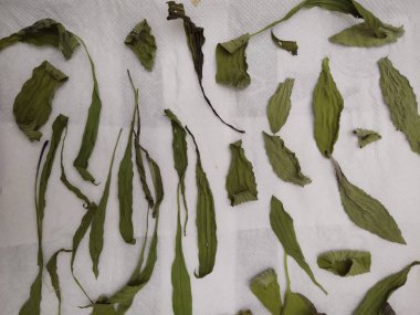 yeşil ve beyaz çay yaprakları