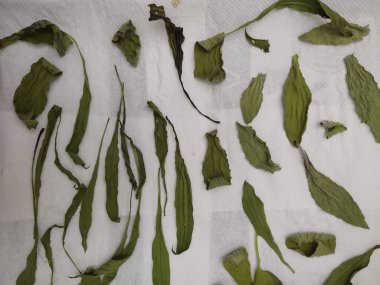 Beyaz masada kuru yapraklar ve bitkiler