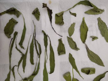 Beyaz arkaplanda kuru ve kuru yapraklar