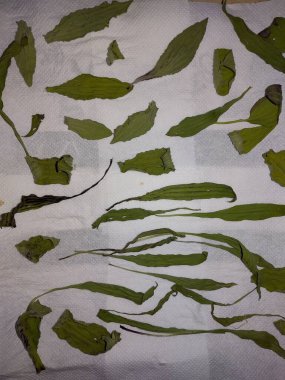 Yeşil bir yaprağa yaklaş