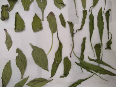 beyaz arkaplanda yeşil yapraklar