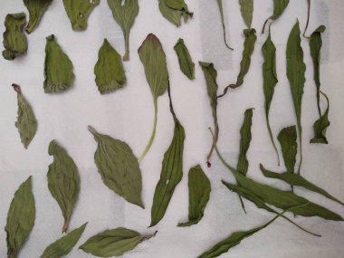 Beyaz arkaplanda yeşil çay yaprakları