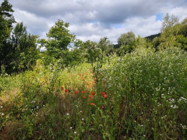 Bahçedeki güzel çiçekler
