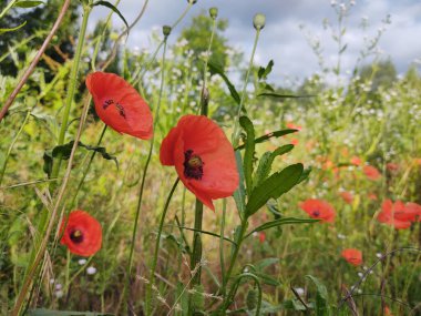 tarlada kırmızı gelincik çiçekleri
