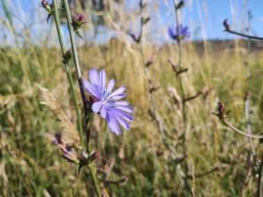 Tarlada mavi bir çiçeğin yakın plan çekimi.