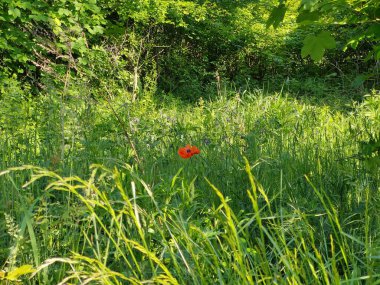 Bahçedeki kırmızı çiçek