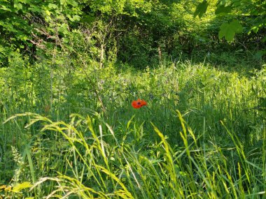 Doğadaki çayırlarda kırmızı yabani gelincik çiçekleri. Slovakya