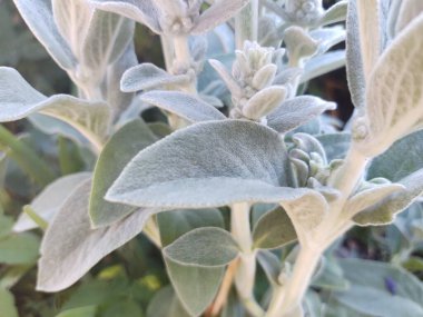 Bahçedeki beyaz çiçeğe yaklaş.