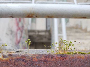 Bahçede yeşil yapraklar
