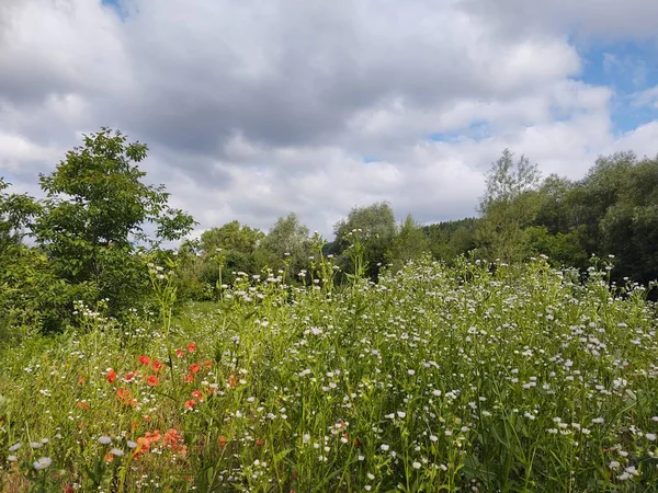 Parkta çiçek açan güzel bir poz.