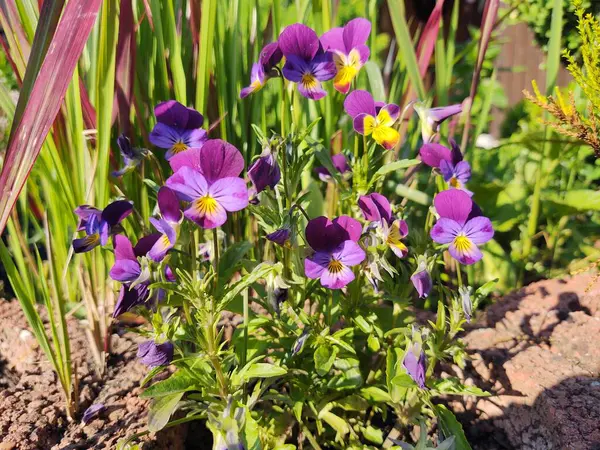 purple and blue pansies in garden