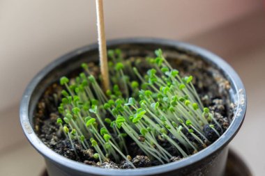 Doğada bahar boyunca ağaçtaki küçük yeşil yapraklar. Slovakya