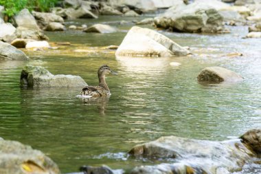 Doğada nehirde yüzen ördek kuşları. Slovakya