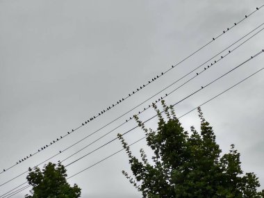 Kasabada elektrik kablolarının üzerinde oturan kuşlar. Slovakya