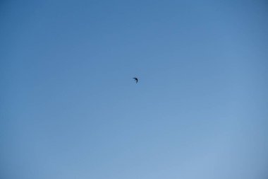 Doğada ya da kasabada kuşlar gökyüzünde uçuyor. Slovakya