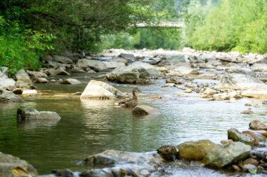 Doğada nehirde yüzen ördek kuşları. Slovakya