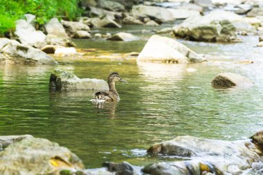 Doğada nehirde yüzen ördek kuşları. Slovakya