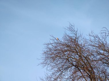 Ağaç dallarında oturan kuşlar. Slovakya