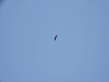 Doğada ya da kasabada kuşlar gökyüzünde uçuyor. Slovakya