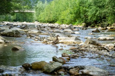 Doğada nehirde yüzen ördek kuşları. Slovakya