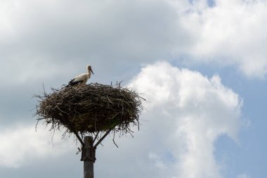 Kasabadaki sokak anketinde yuvadaki leylek kuşu. Slovakya