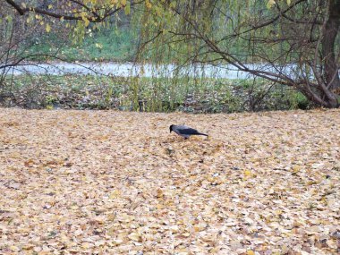 Sonbaharda şehirde karga kuşu. Slovakya