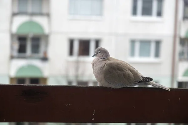 Pigeon or Dove bird on the window, house, park in the city. Slovakia