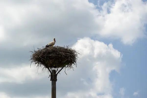 stock image Stork bird in the nest on the street poll in town. Slovakia