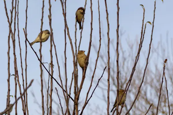 Oiseaux Assis Sur Les Branches Des Arbres Slovaquie Photo De Stock