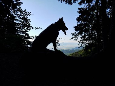 Alman çoban köpeği bahçede, dağda ya da doğada çayırda oynuyor. Slovakya