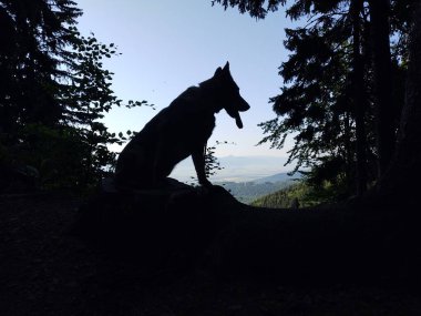 Alman çoban köpeği bahçede, dağda ya da doğada çayırda oynuyor. Slovakya