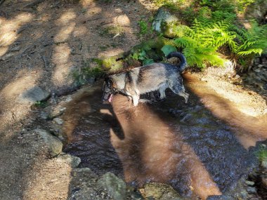 Alman çoban köpeği bahçede, dağda ya da doğada çayırda oynuyor. Slovakya