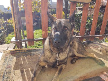 Alman çoban köpeği bahçede, dağda ya da doğada çayırda oynuyor. Slovakya